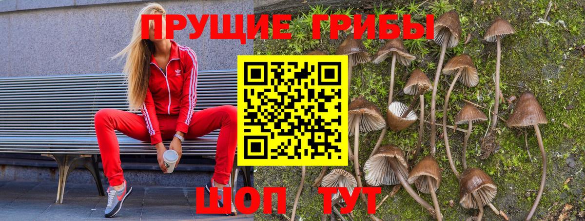 Галлюциногенные грибы Psilocybe Прокопьевск
